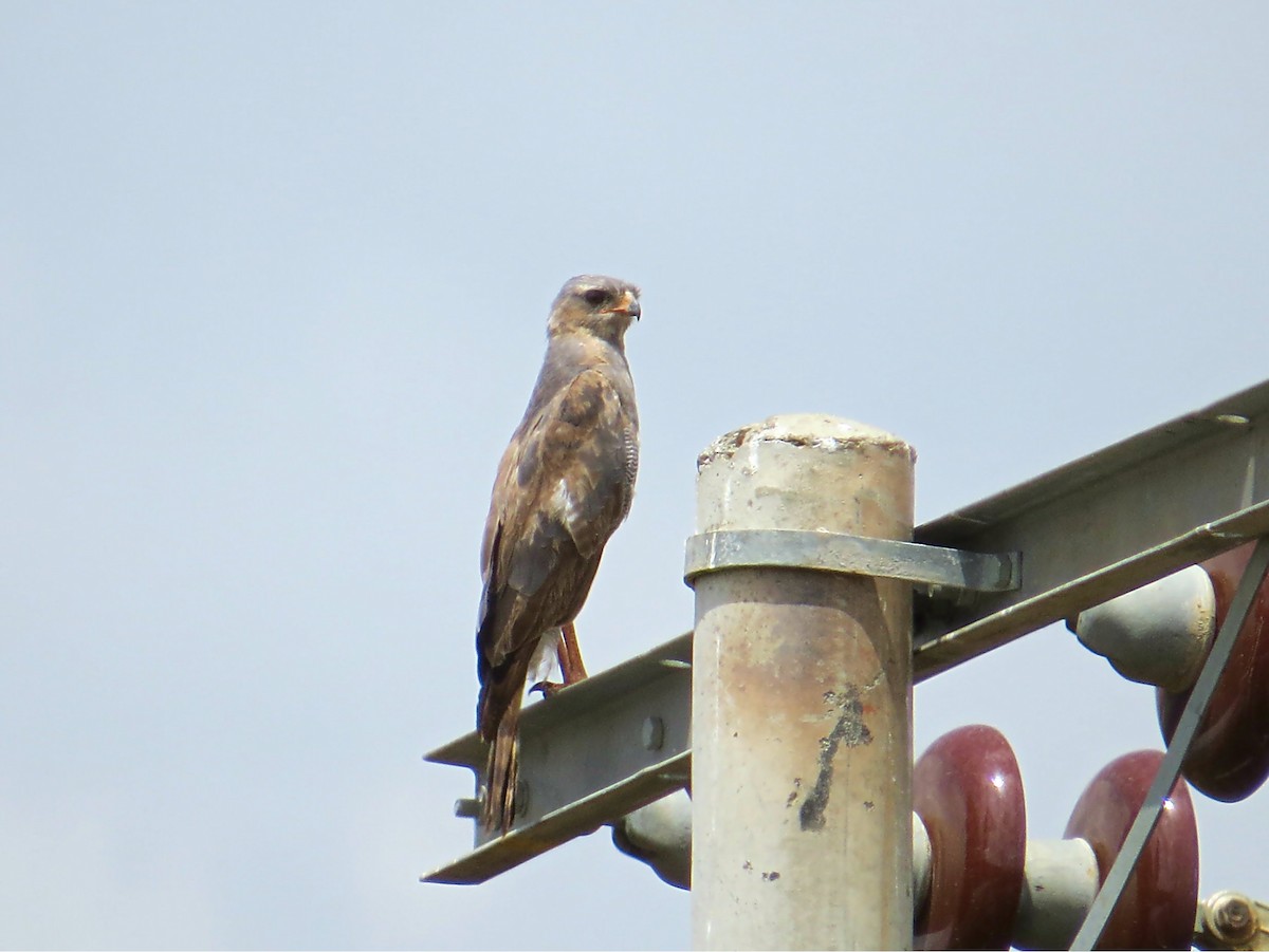 Eastern Chanting-Goshawk - ML618119245