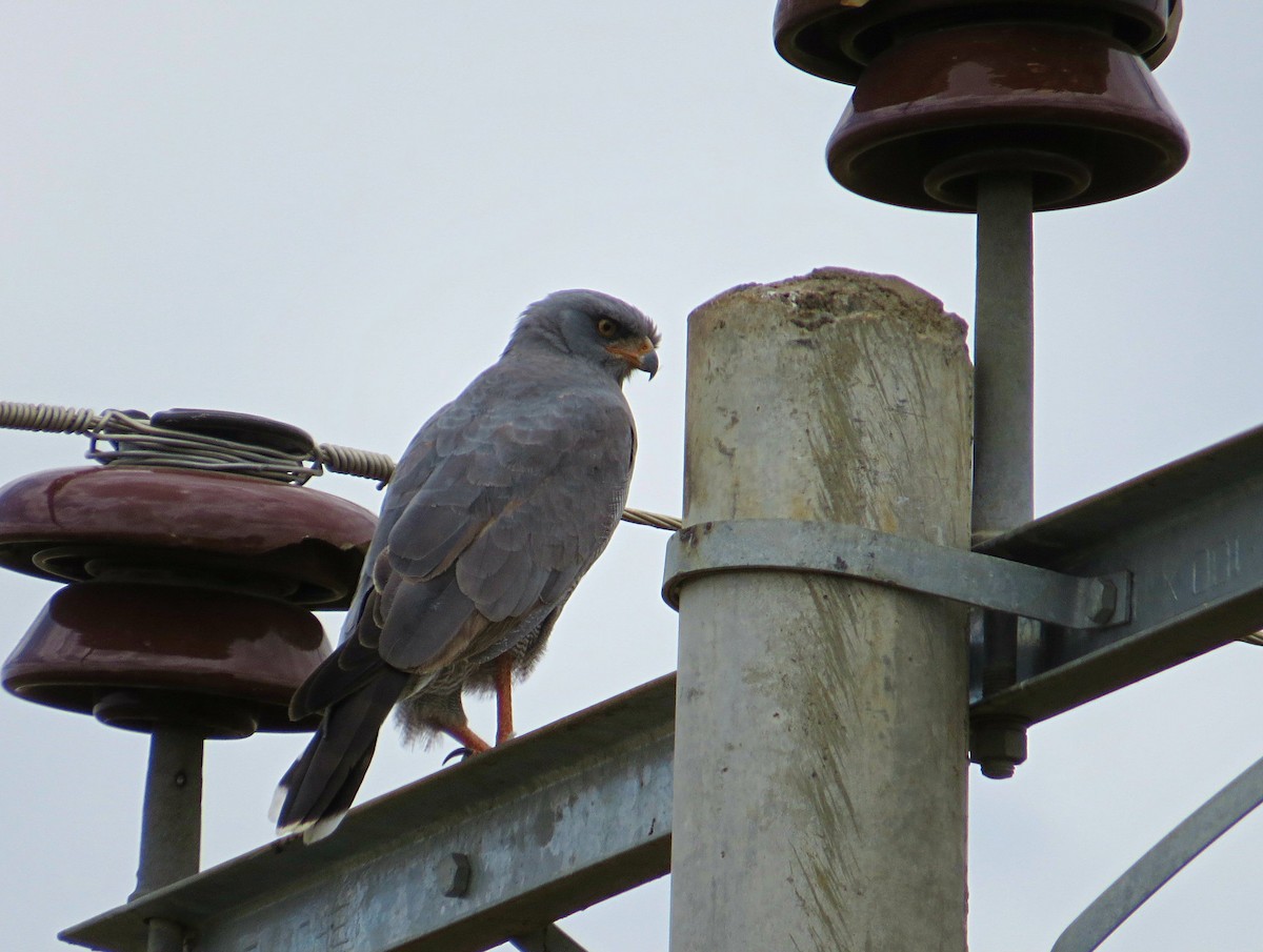 Eastern Chanting-Goshawk - Andrew Cauldwell