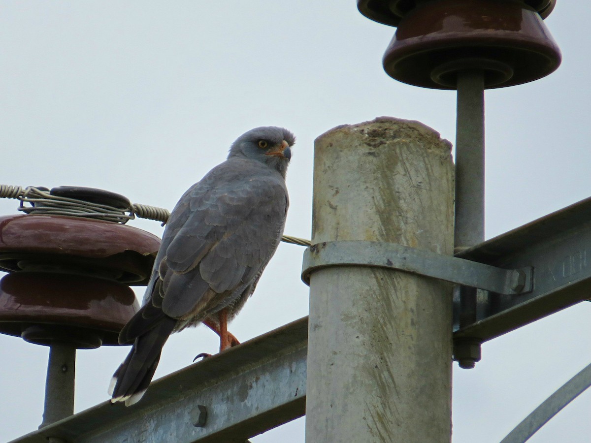 Eastern Chanting-Goshawk - Andrew Cauldwell