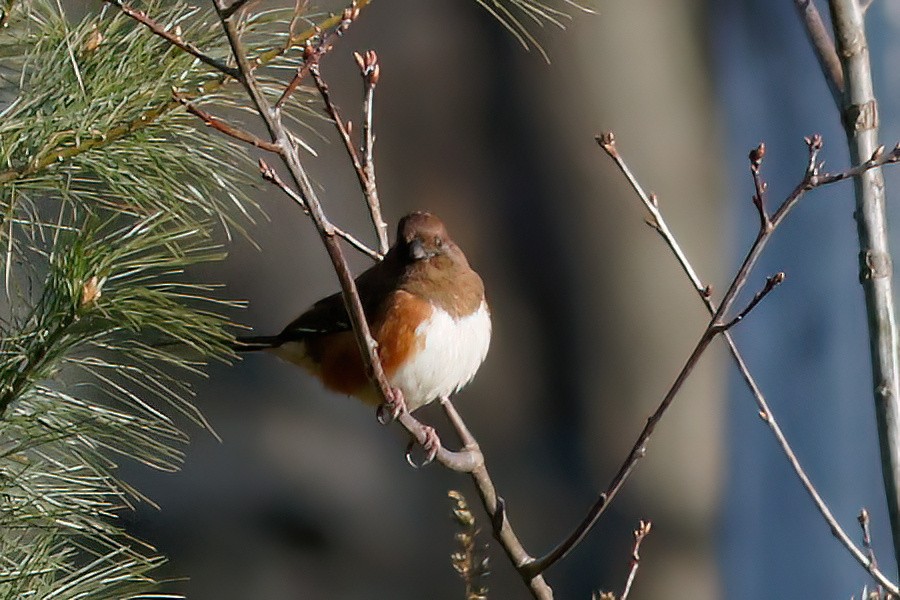 Eastern Towhee - Gary Jarvis