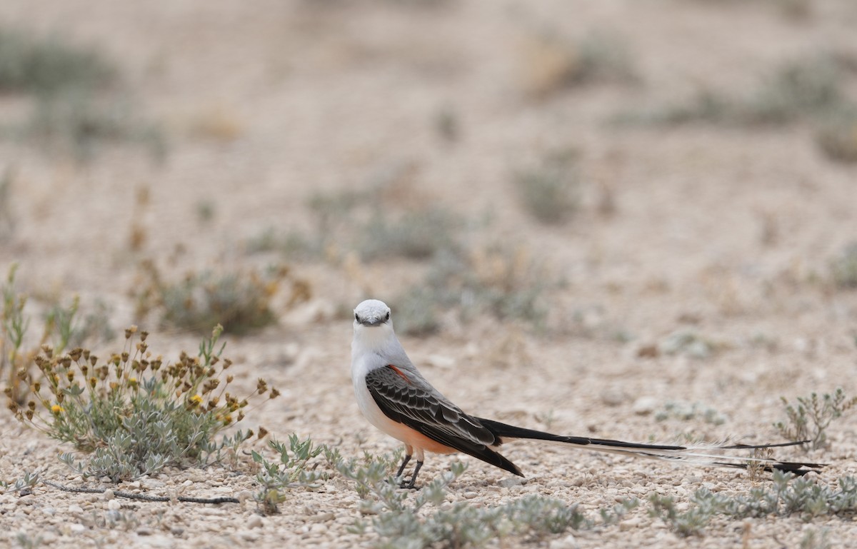 Scissor-tailed Flycatcher - ML618119260