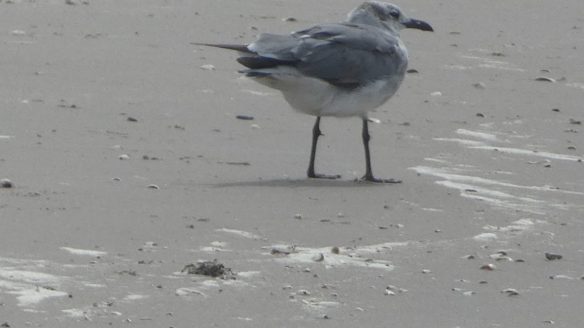 Laughing Gull - Lynn Hollerman