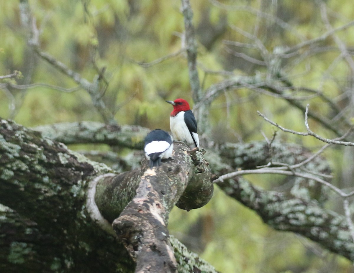 Red-headed Woodpecker - Craig Kunde