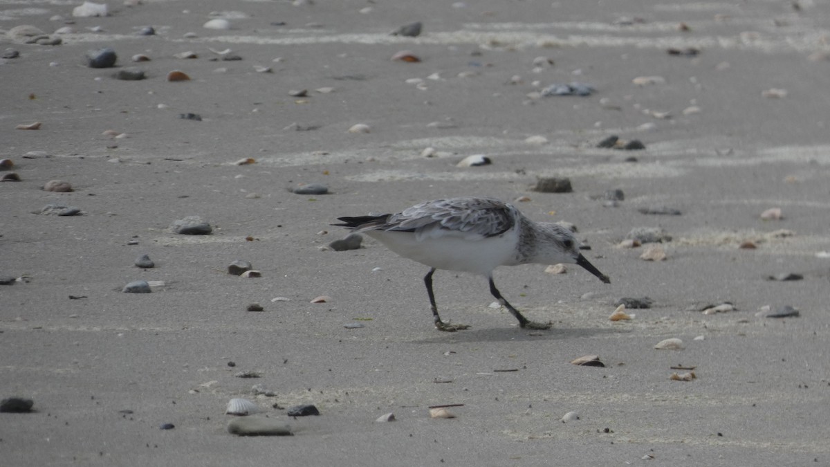 Sanderling - Lynn Hollerman