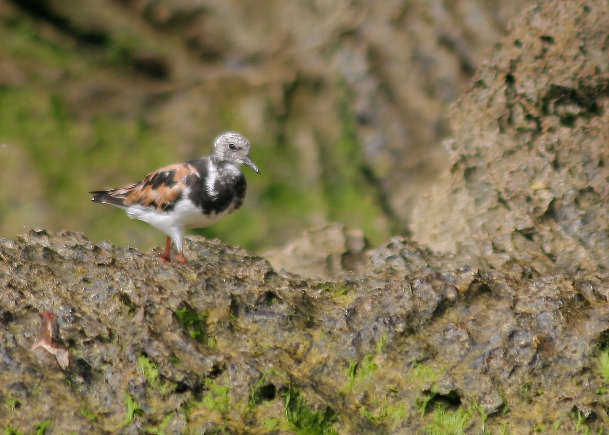 Ruddy Turnstone - Tony Hewitt