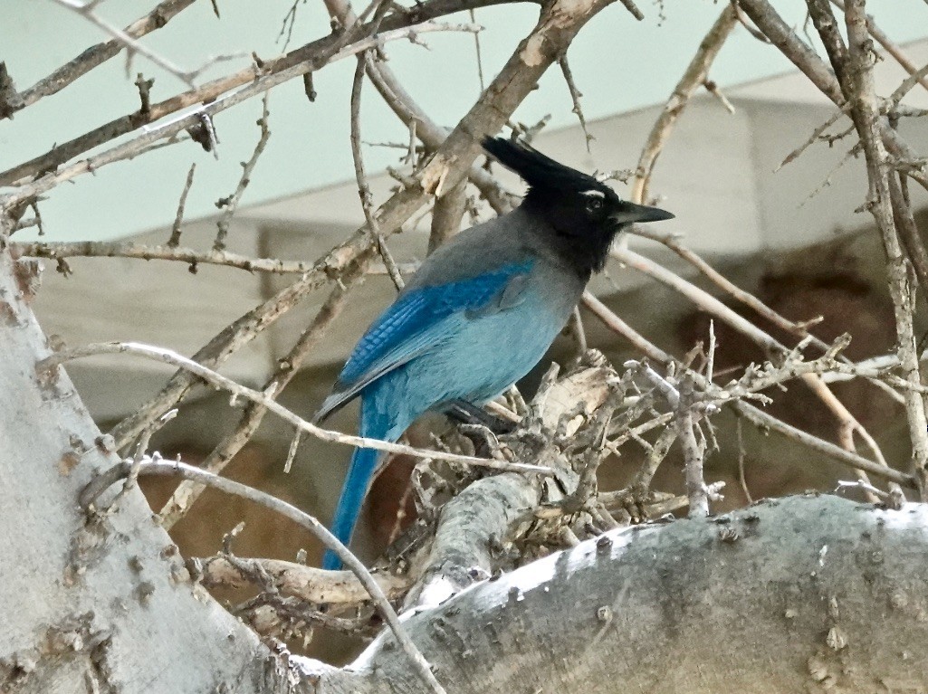 Steller's Jay (Southwest Interior) - Rick Taylor