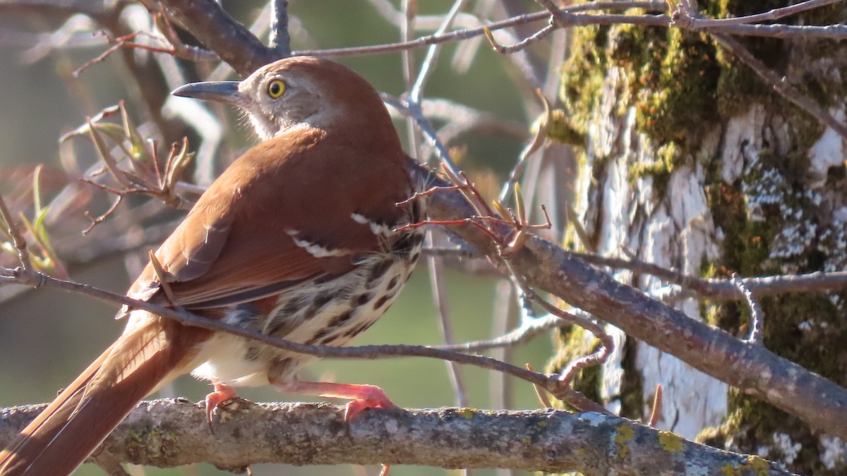 Brown Thrasher - Rick/linda olson