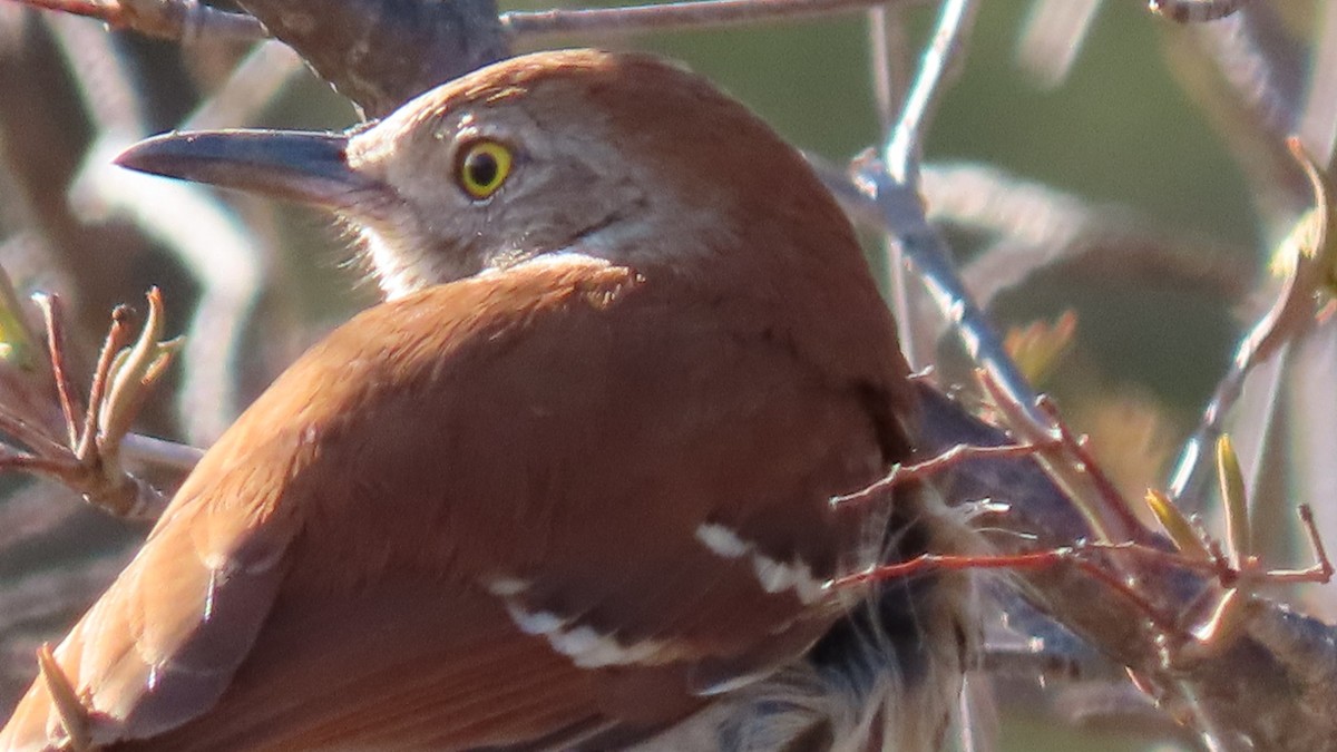 Brown Thrasher - ML618119336