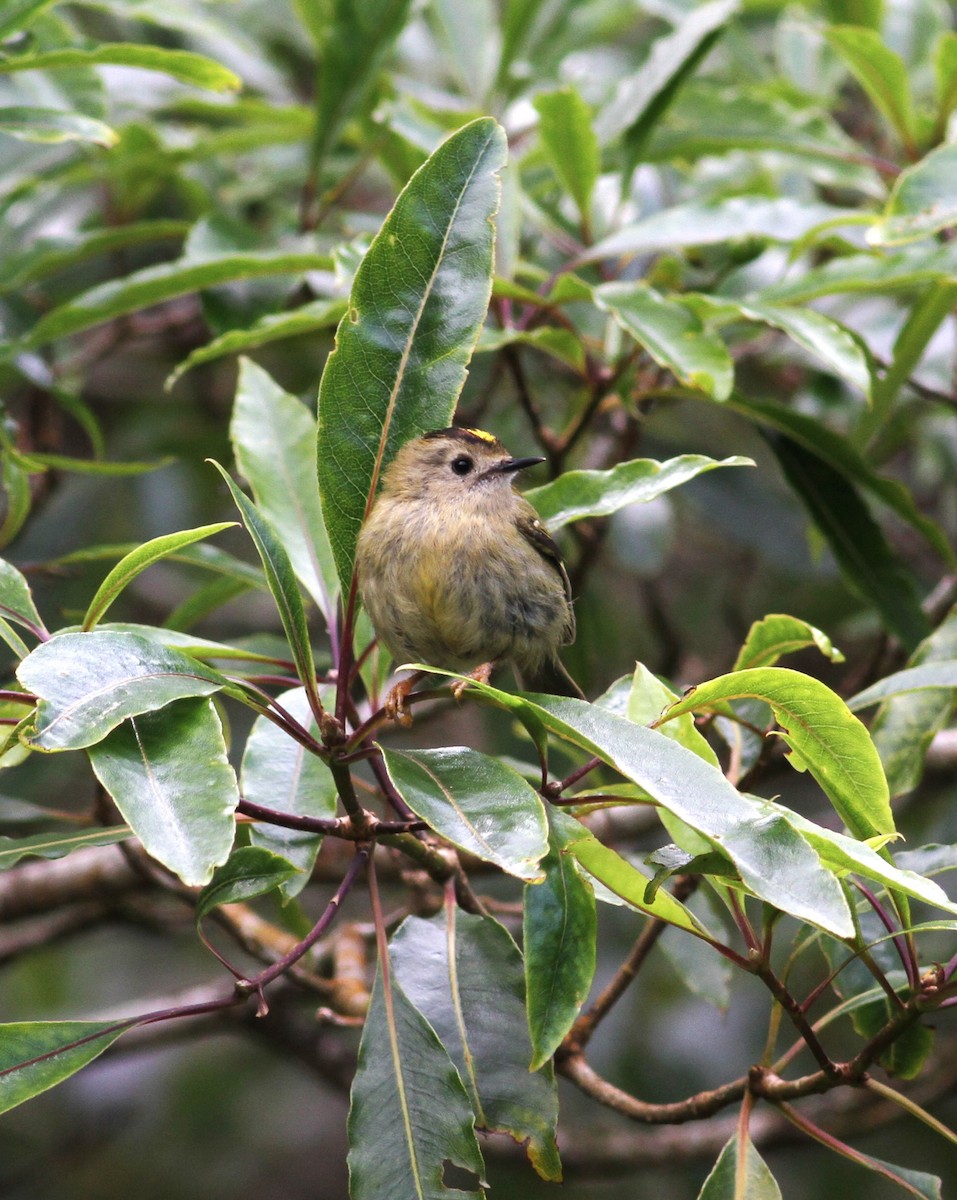 Goldcrest (Western Azores) - Carlos Pereira