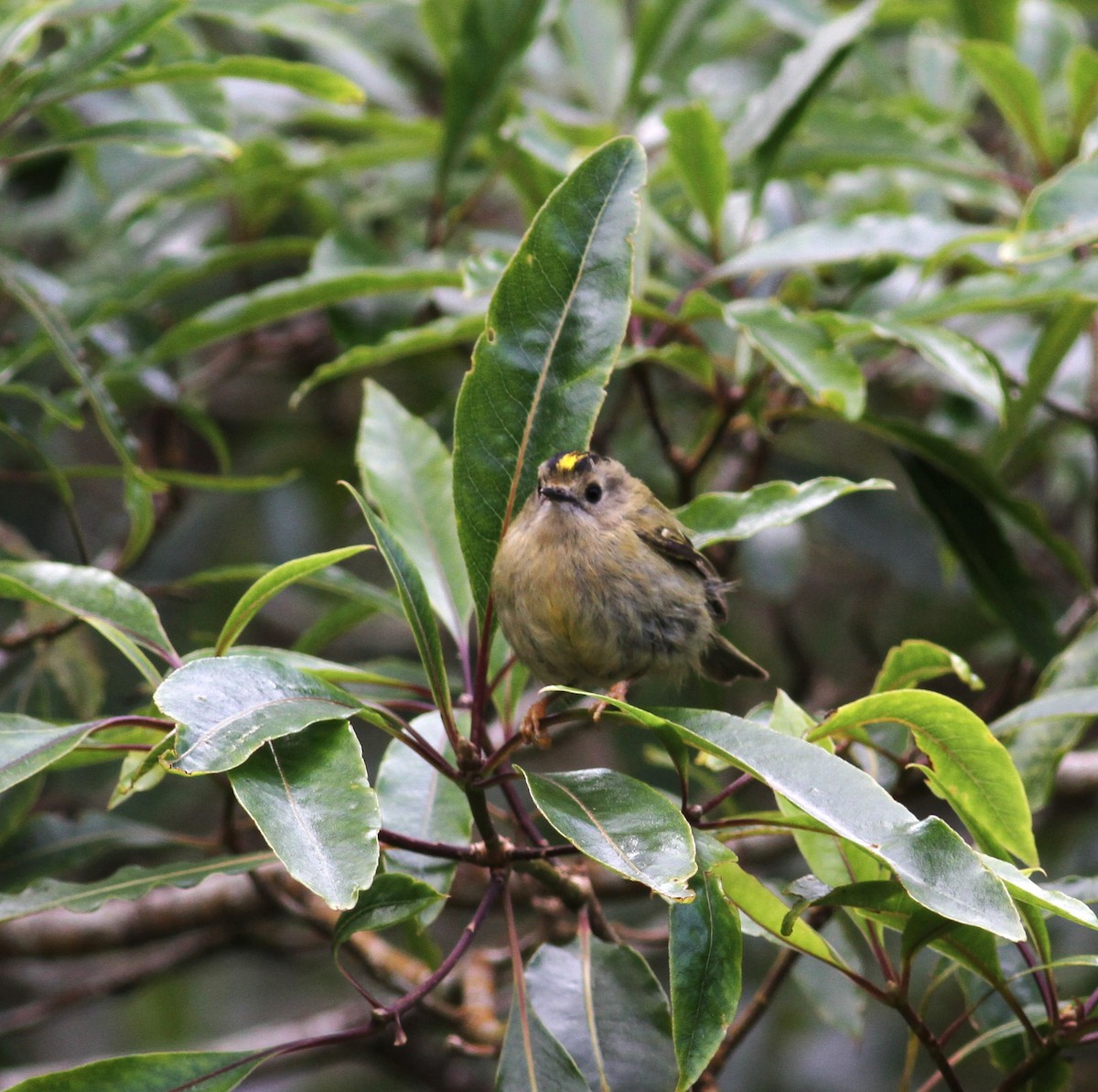 Goldcrest (Western Azores) - Carlos Pereira