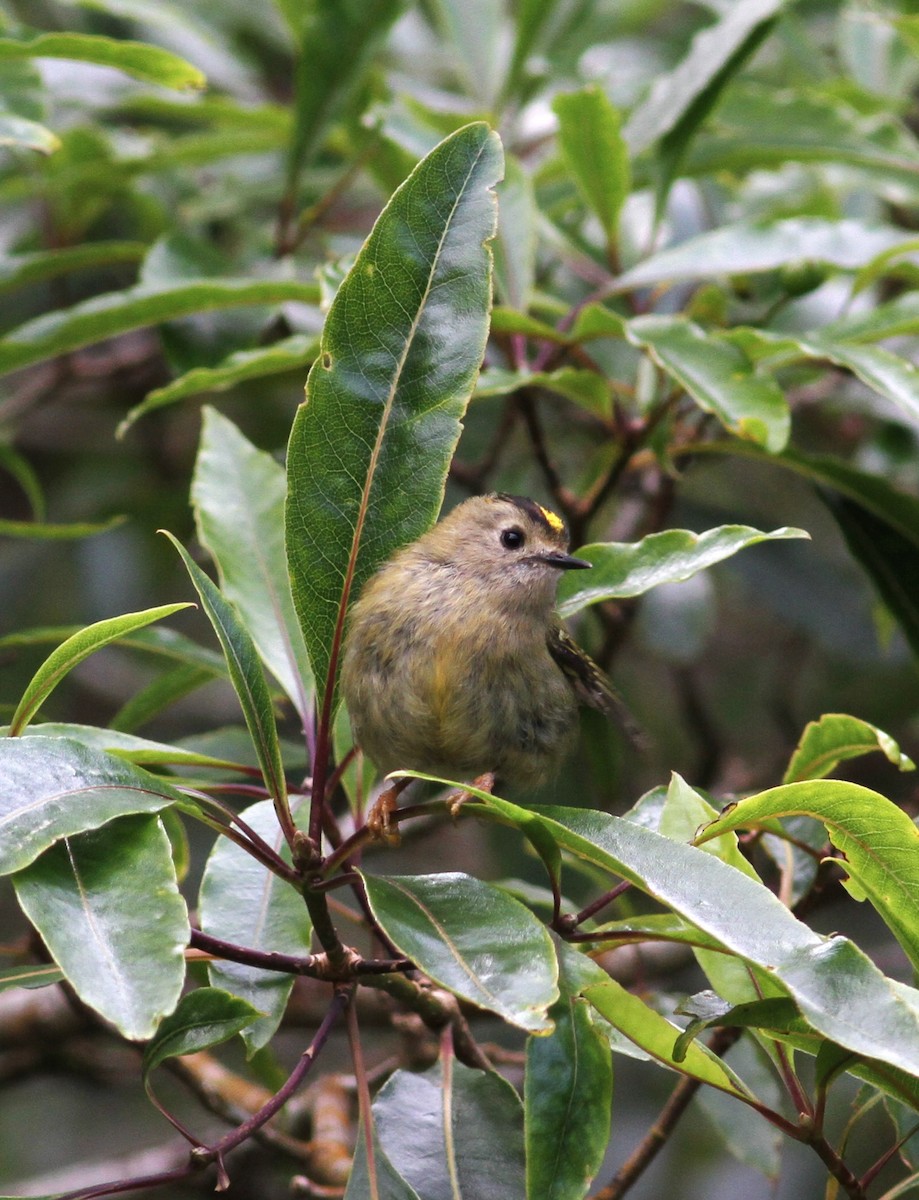 Goldcrest (Western Azores) - Carlos Pereira