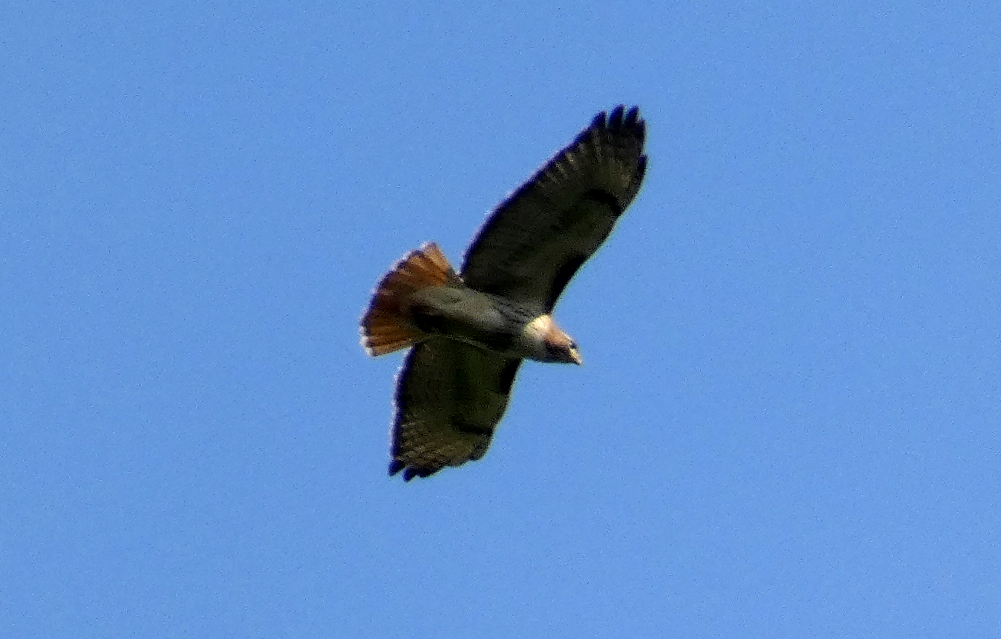Red-tailed Hawk - Marilynn Mullen