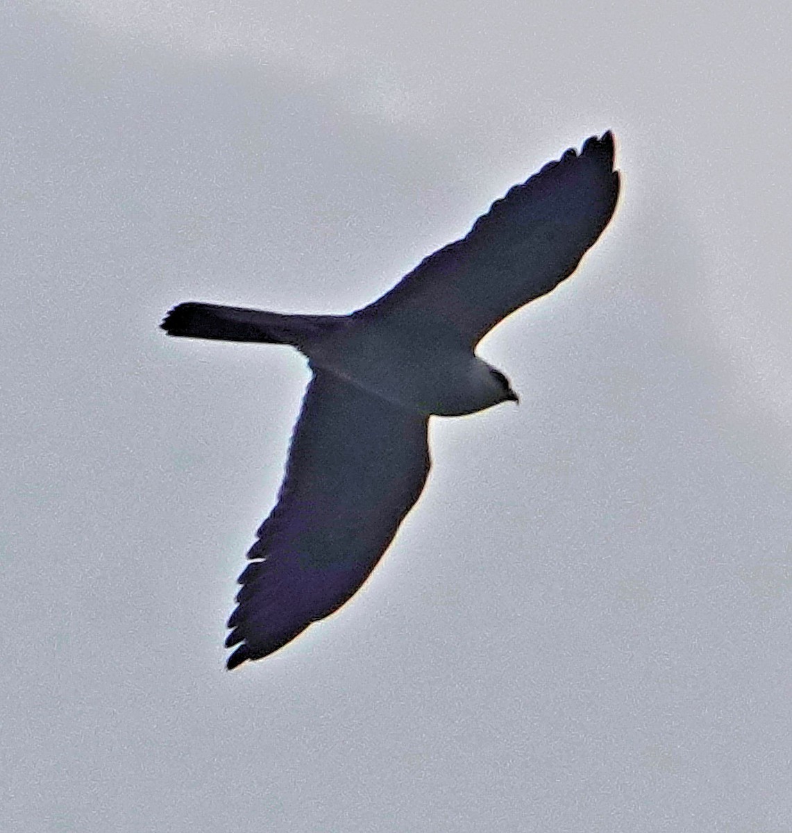 Mississippi Kite - Doug Wassmer