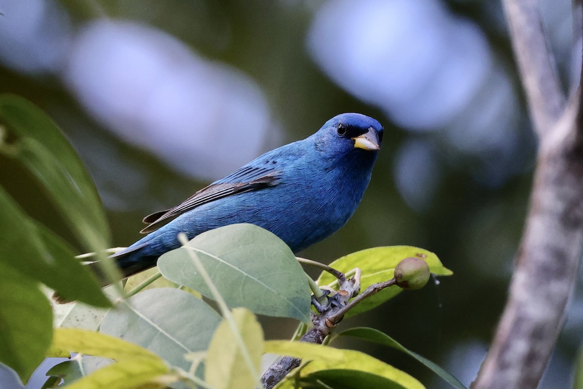 Indigo Bunting - ML618119359