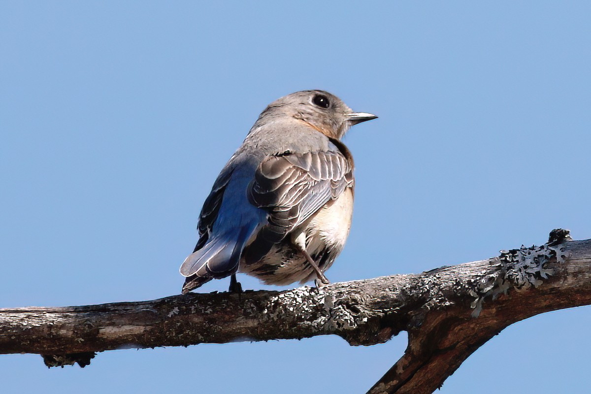 Eastern Bluebird - Gary Jarvis