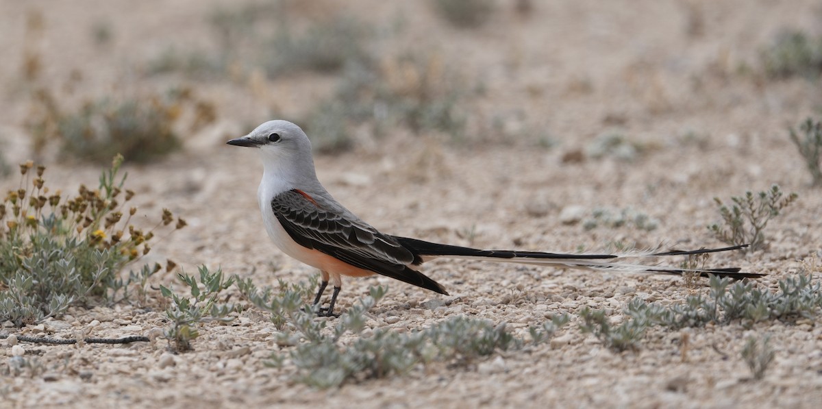 Scissor-tailed Flycatcher - Donald Estep