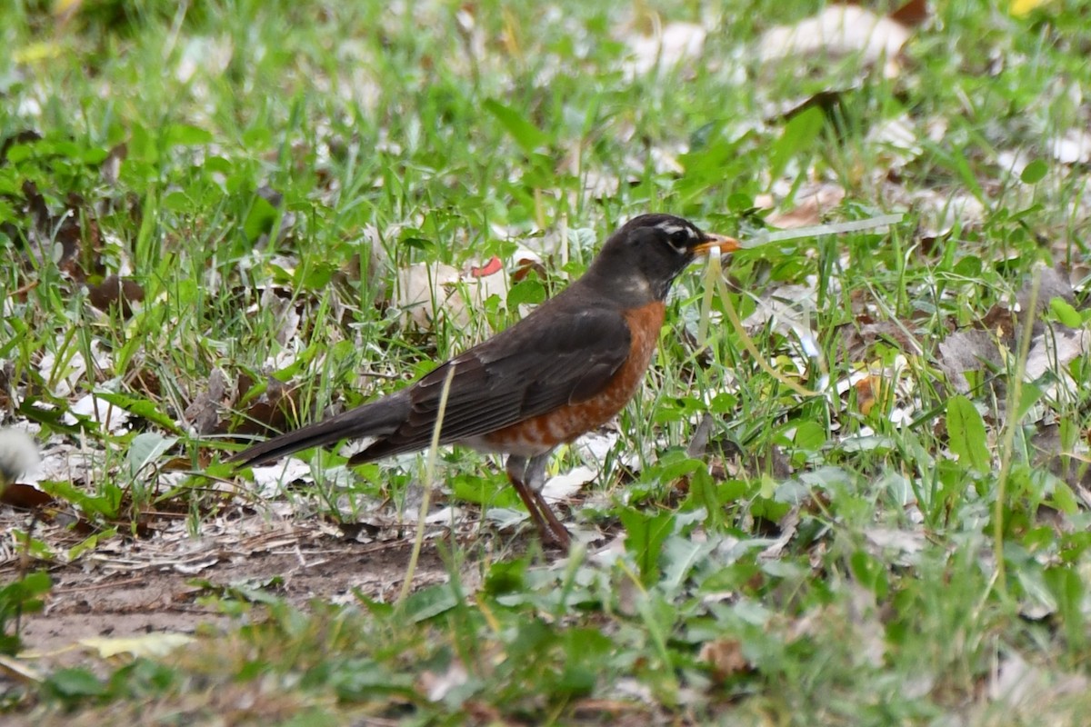 American Robin - Carmen Ricer