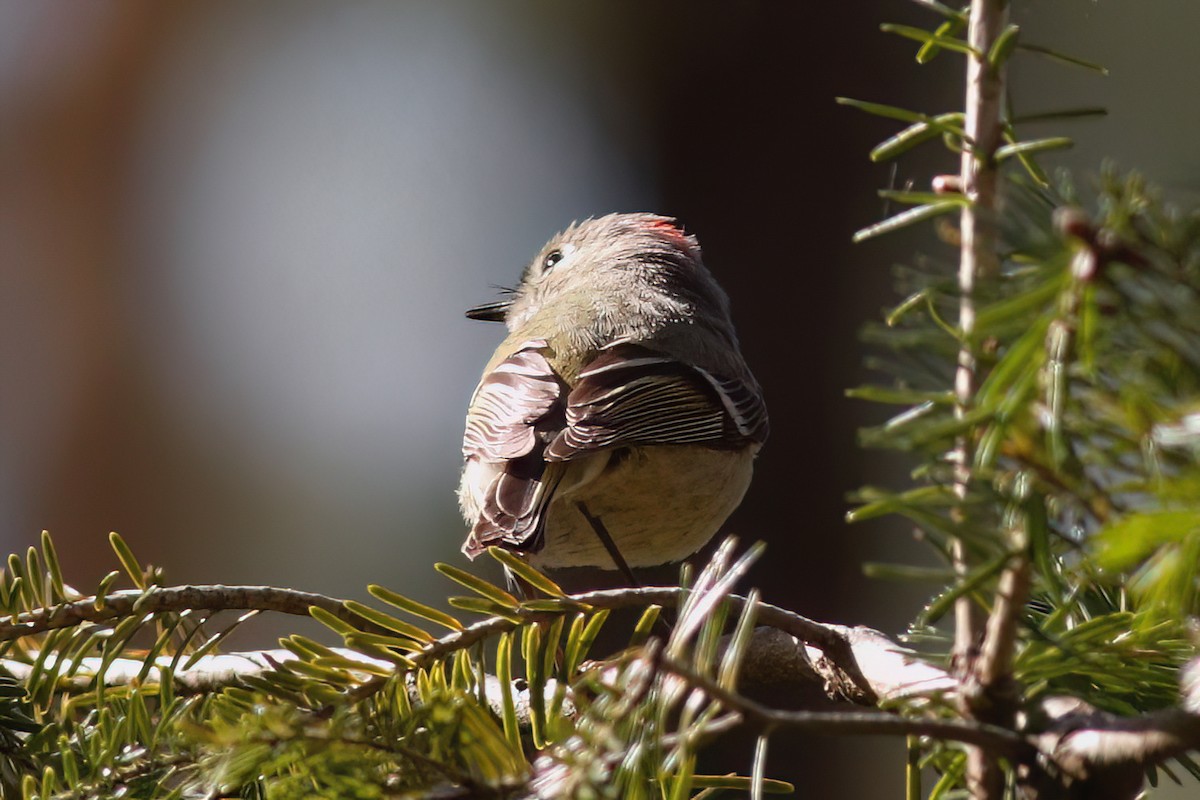 Ruby-crowned Kinglet - Gary Jarvis