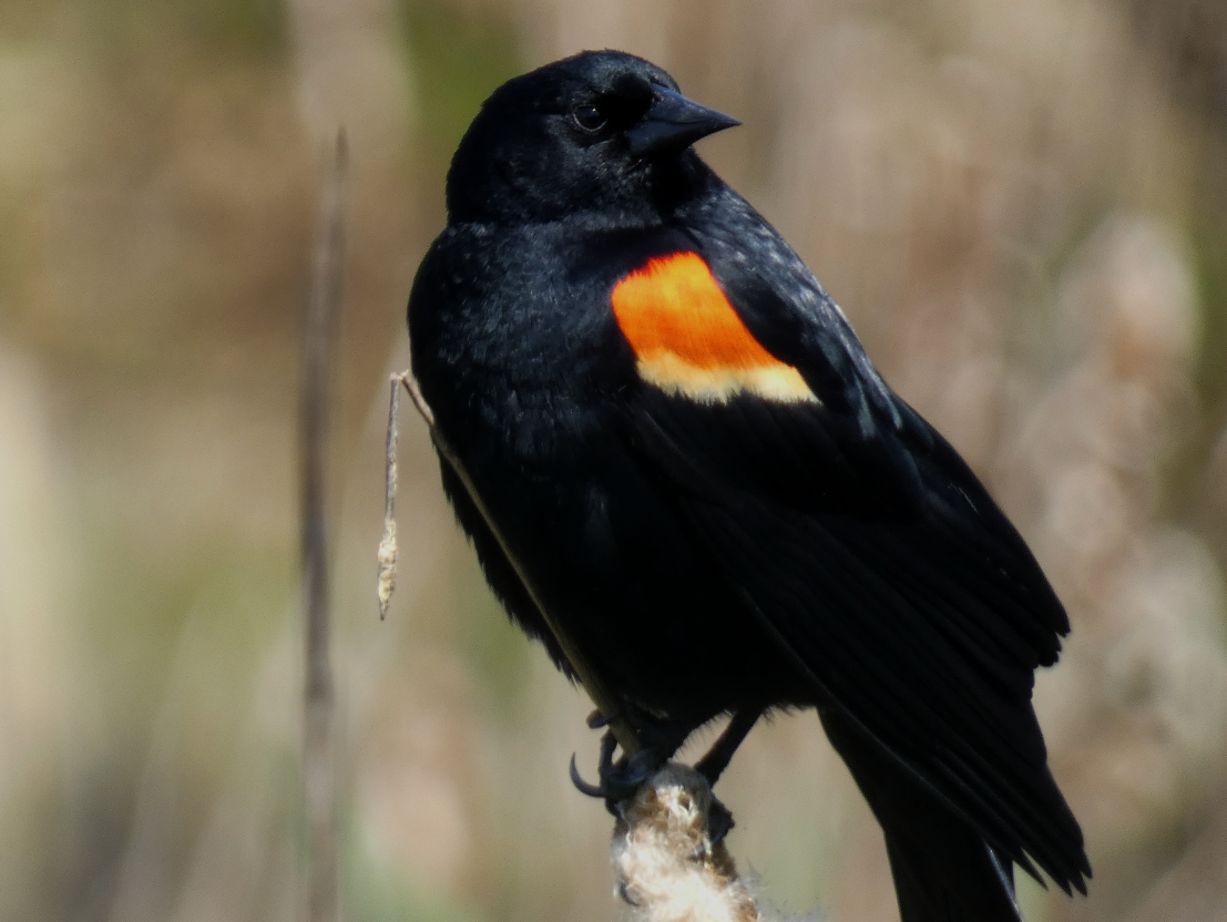 Red-winged Blackbird - Marilynn Mullen