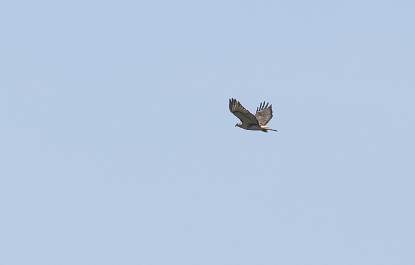 Red-tailed Hawk - Abby Sesselberg