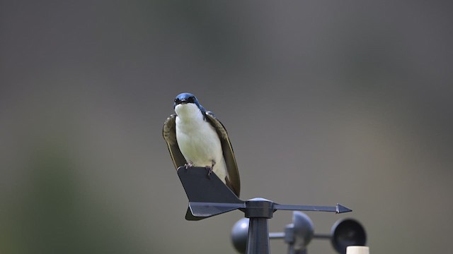 Golondrina Bicolor - ML618119501