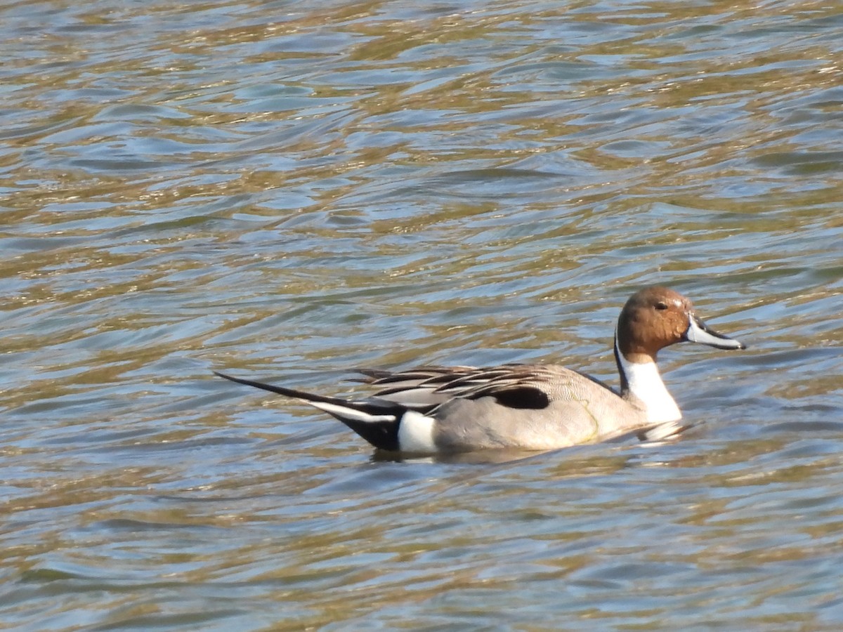 Northern Pintail - Rhonda Langelaan