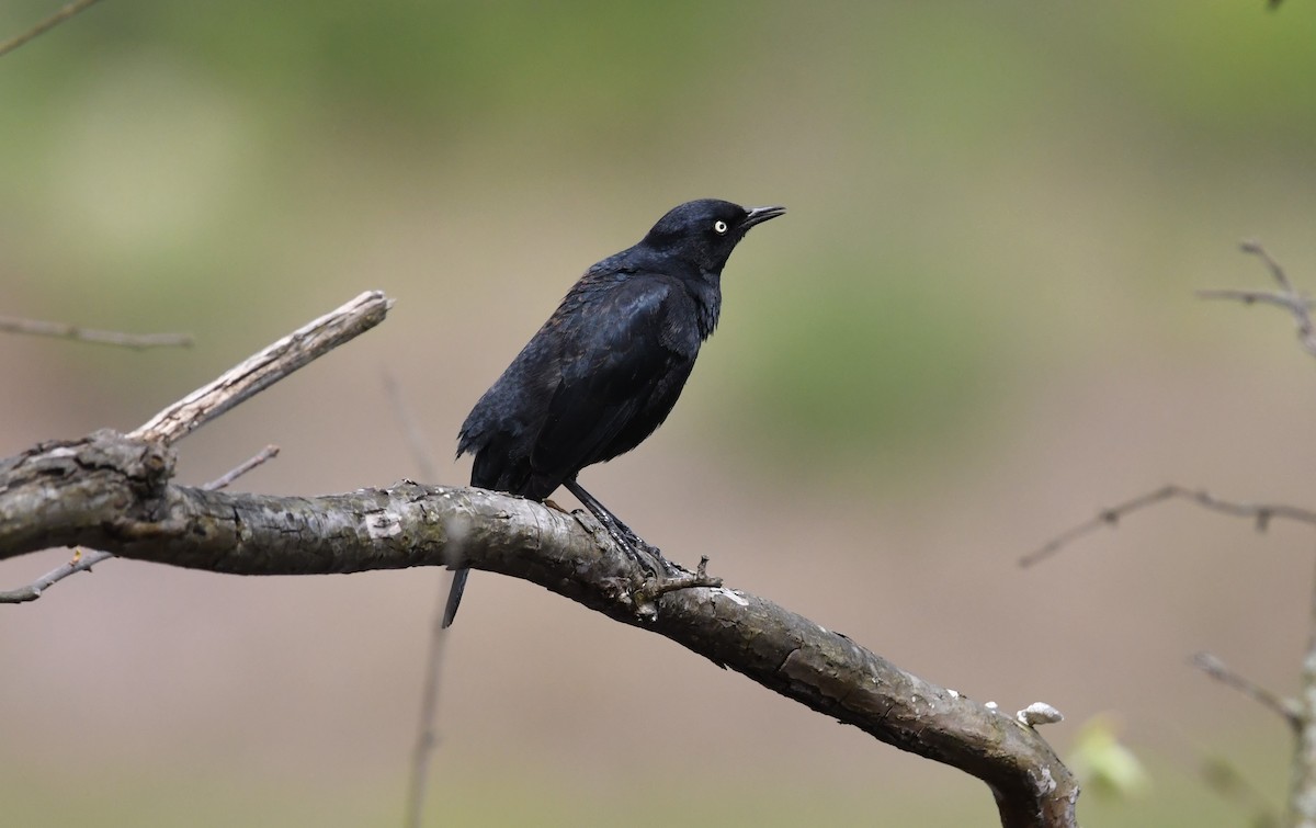 Rusty Blackbird - David Hultgren