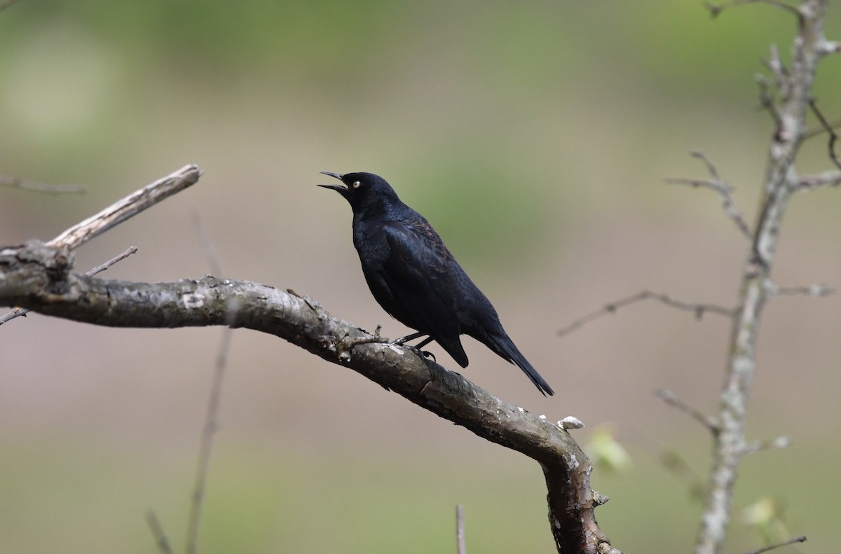 Rusty Blackbird - David Hultgren