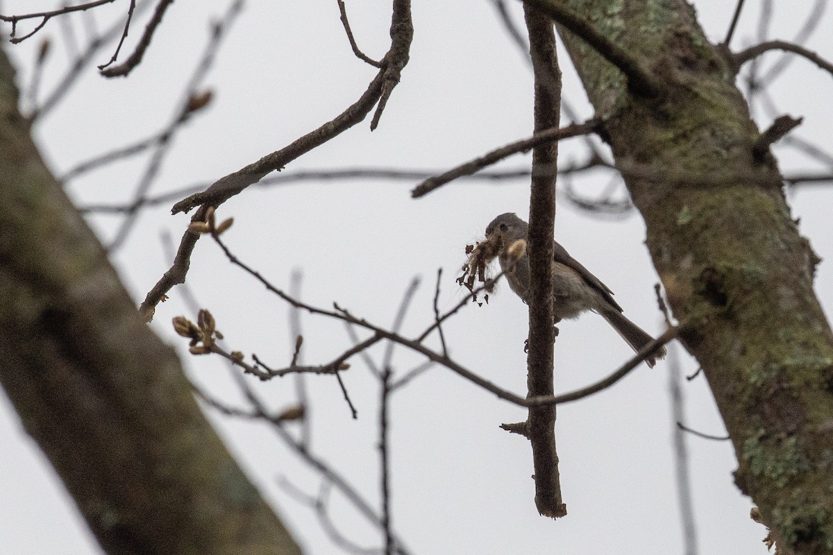 Tufted Titmouse - Lisa Nasta