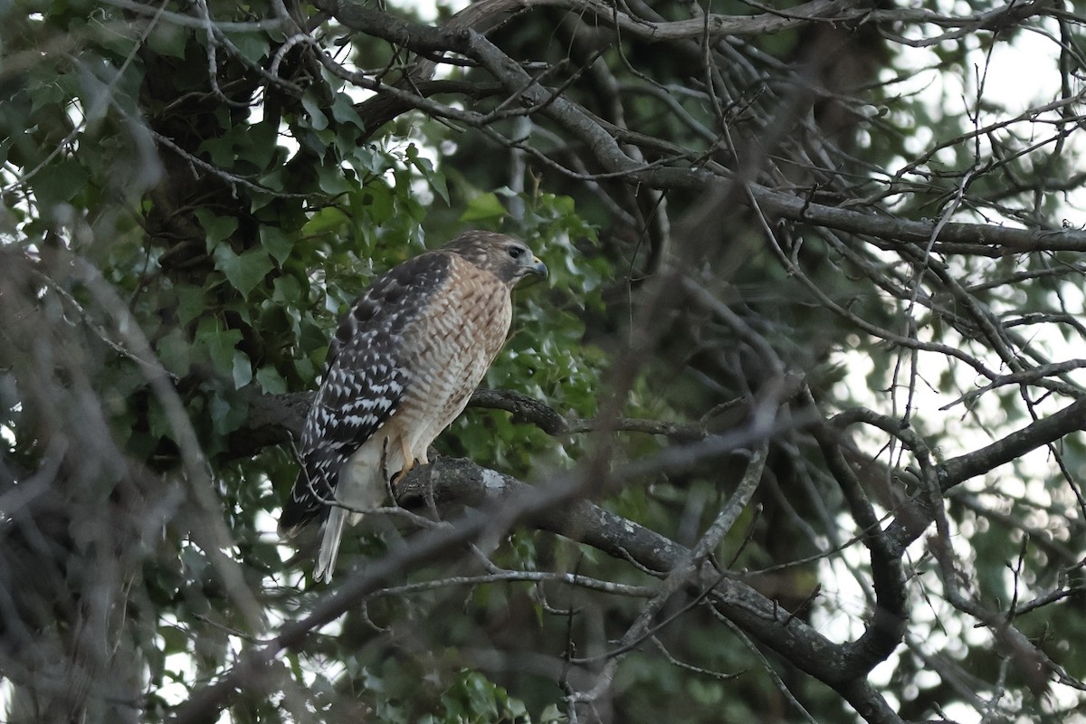 Red-shouldered Hawk - Peyton Stone