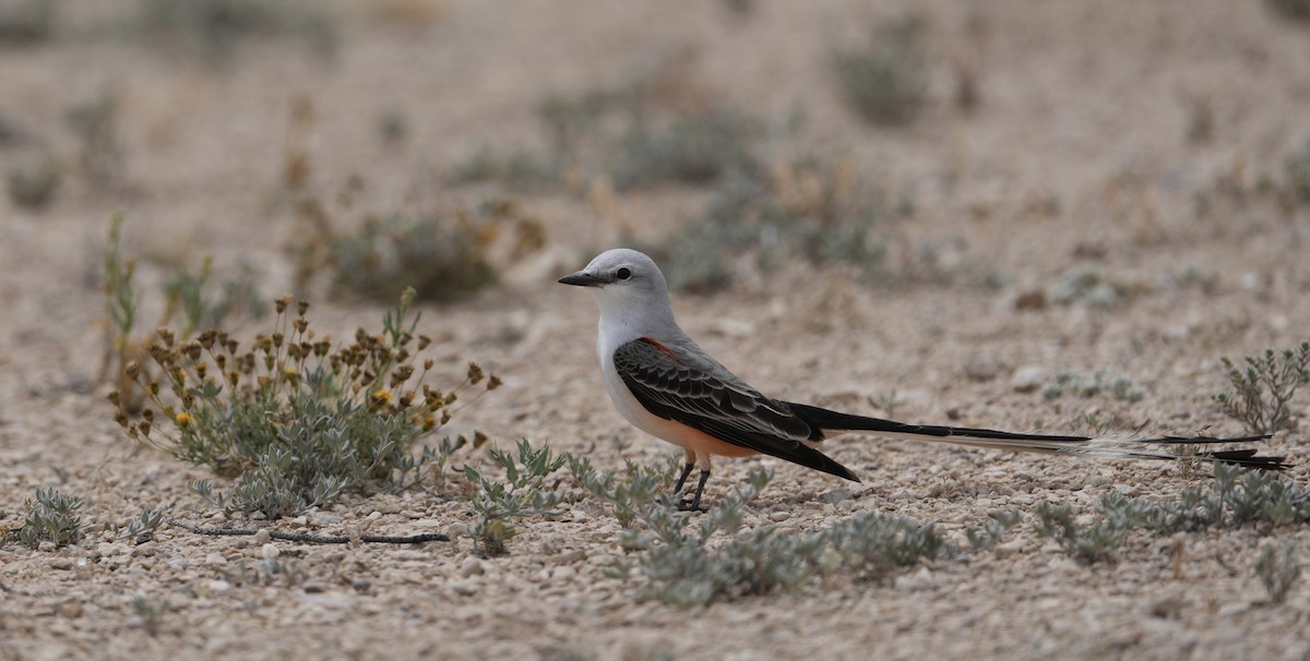 Scissor-tailed Flycatcher - Donald Estep