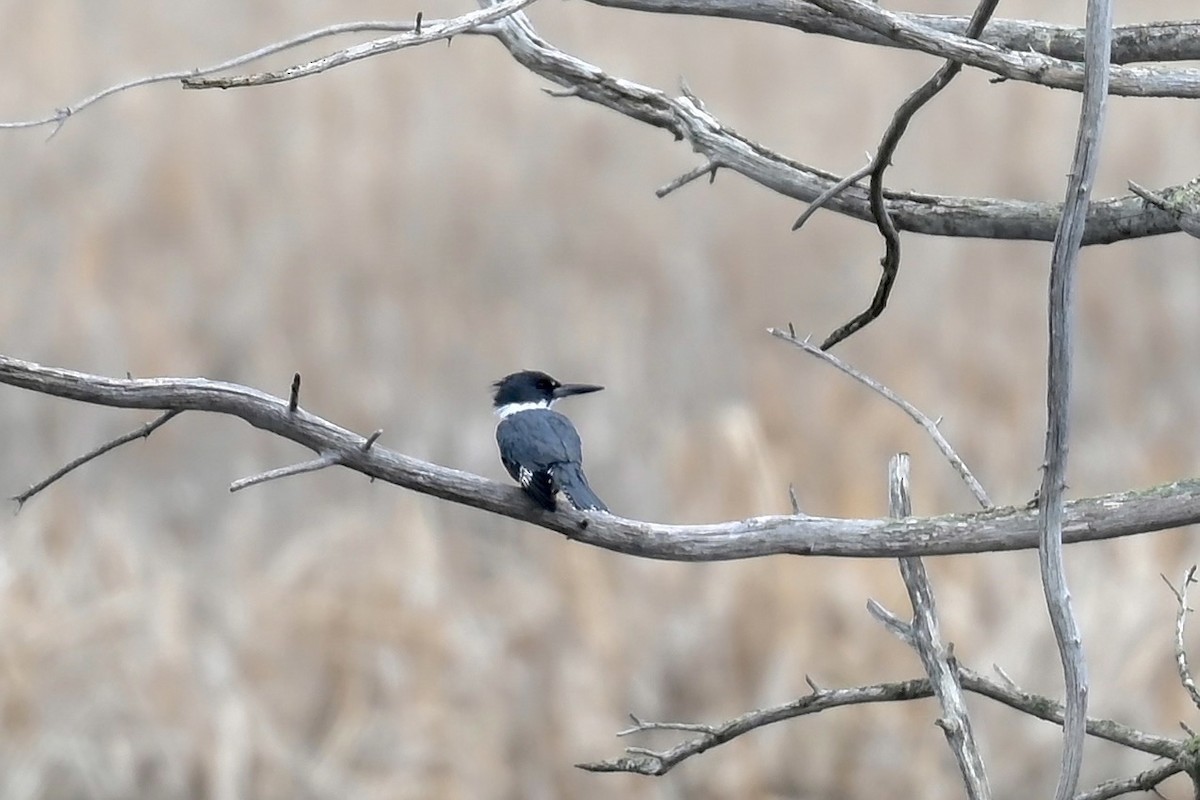 Belted Kingfisher - Christiane Hébert