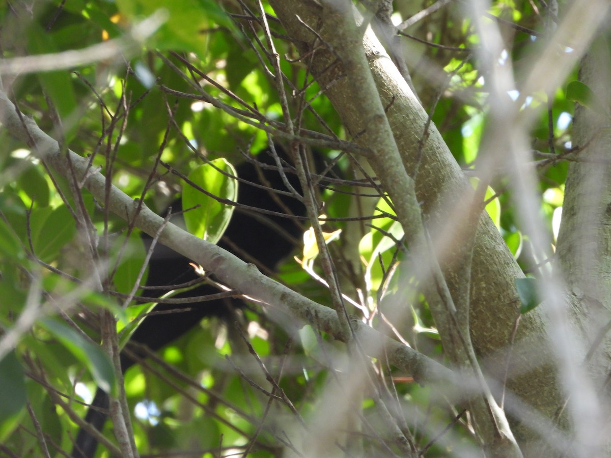 Groove-billed Ani - ML618119599