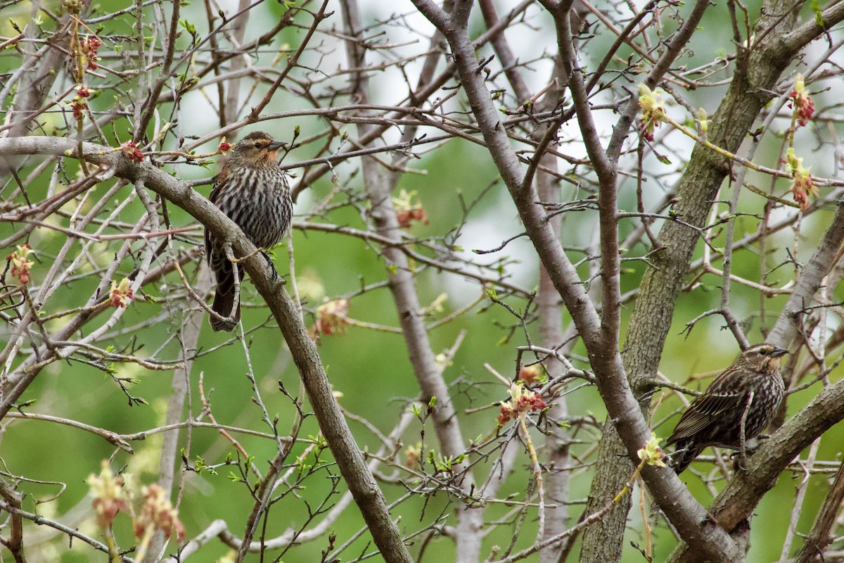 Red-winged Blackbird - Amélie Rivet