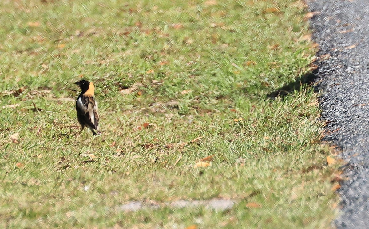 Bobolink - Steve Parrish