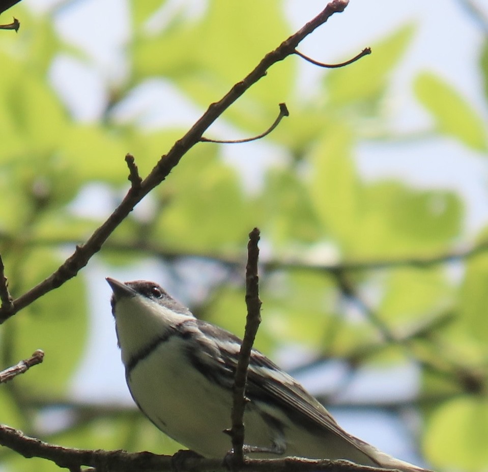 Cerulean Warbler - Brenda Meese