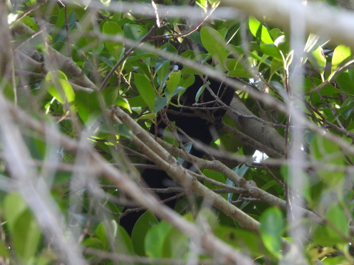 Groove-billed Ani - ML618119625