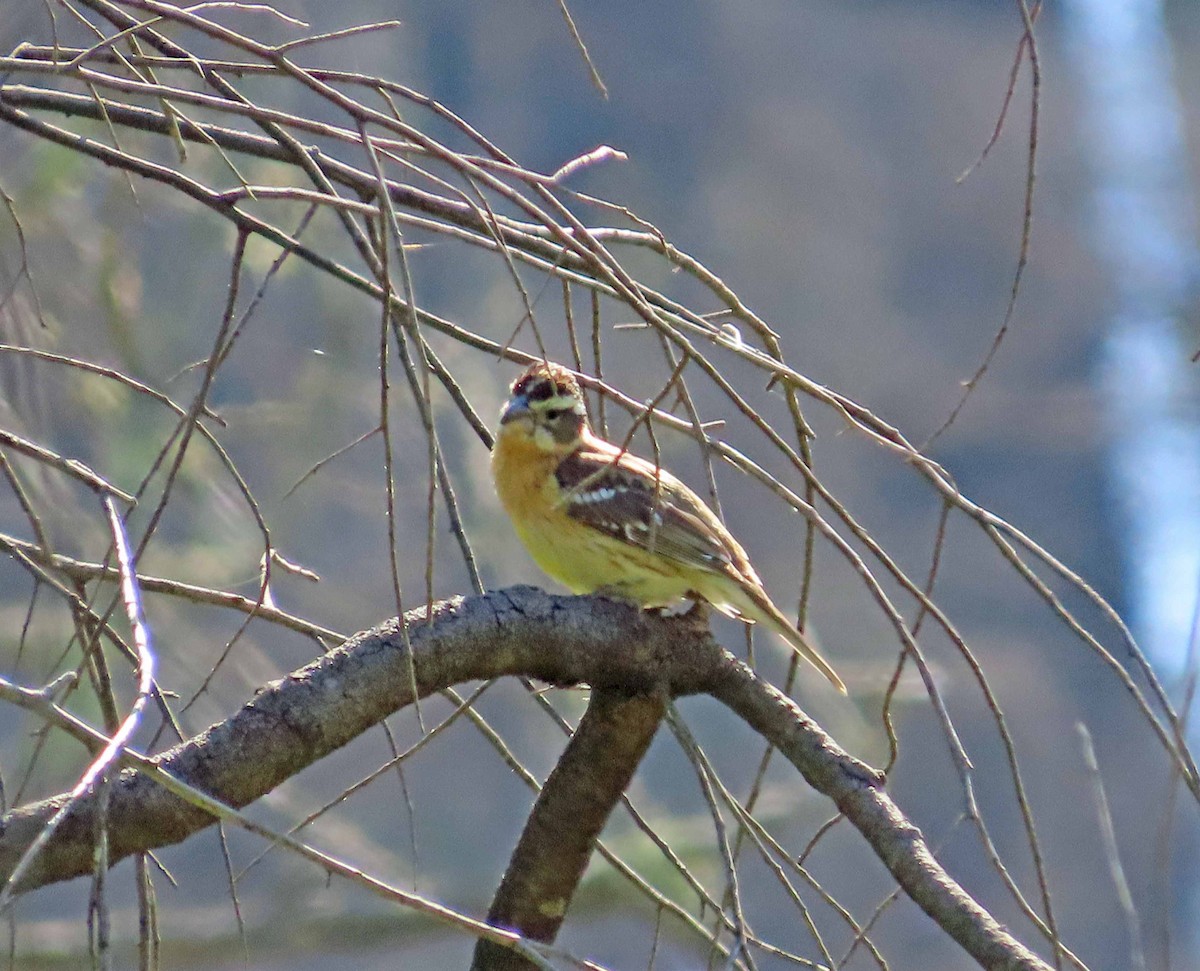 Black-headed Grosbeak - Sharon Hull