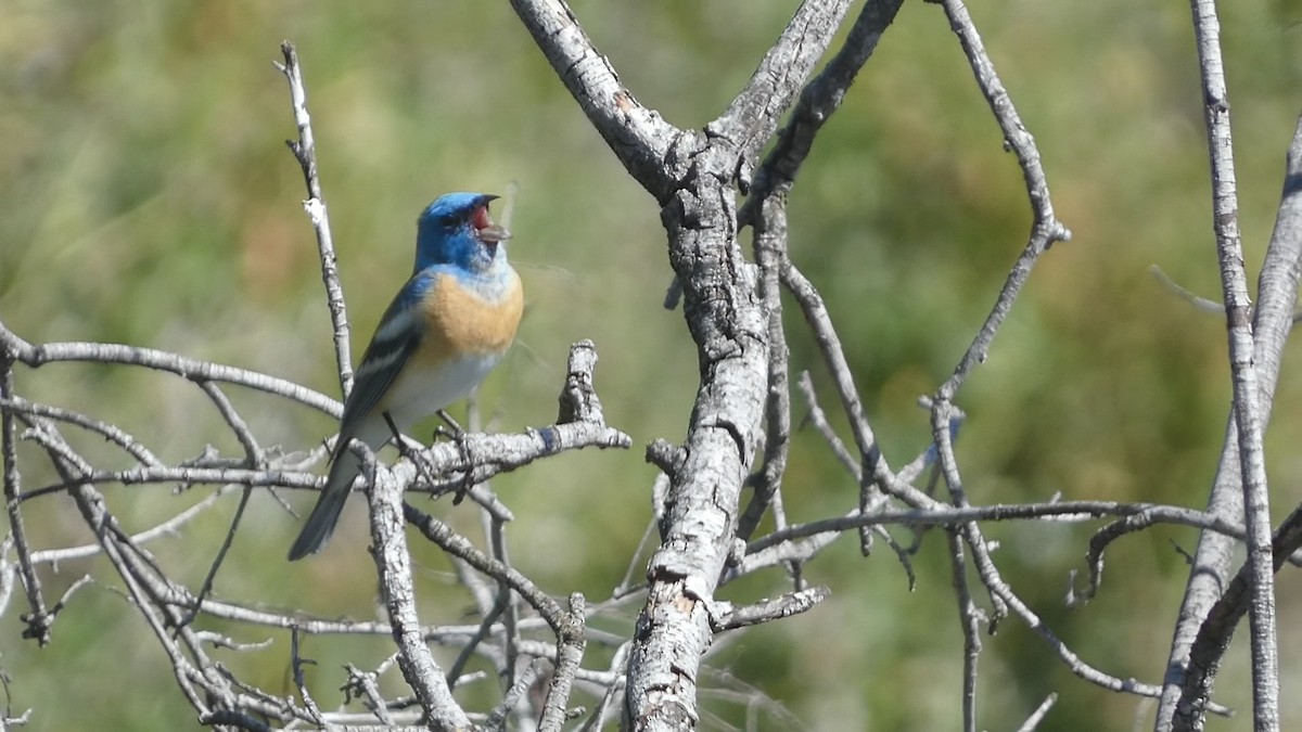 Lazuli Bunting - Chris Henry