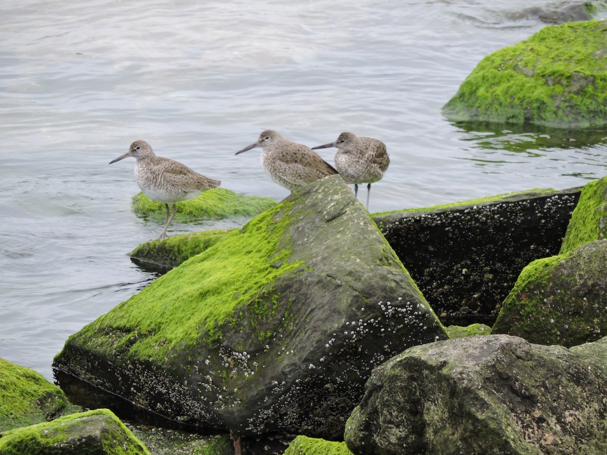 Willet - ML618119658