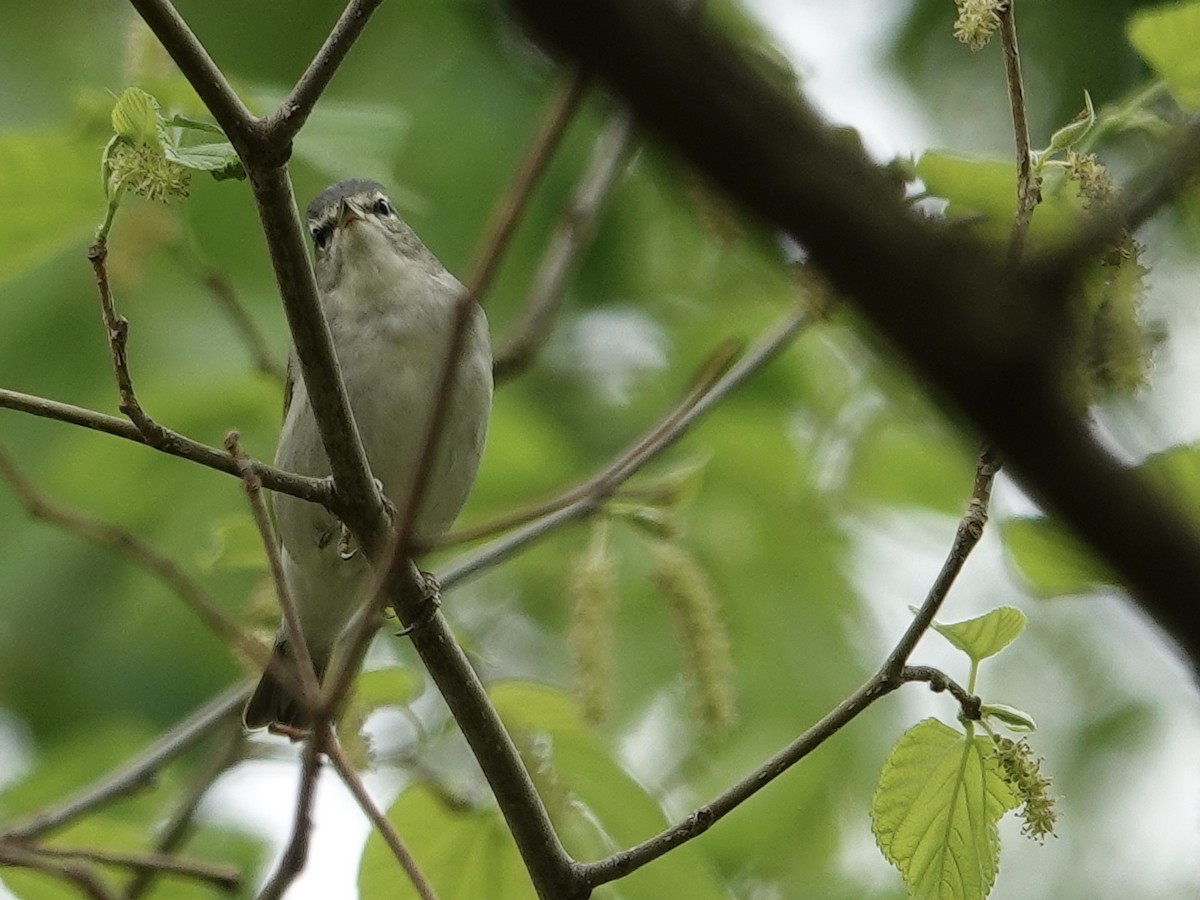 Tennessee Warbler - Lottie Bushmann