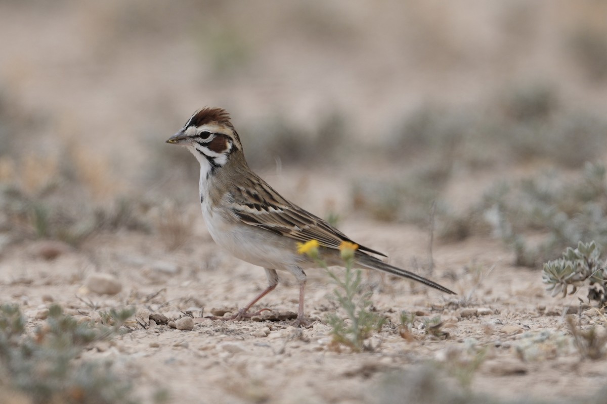 Lark Sparrow - ML618119719