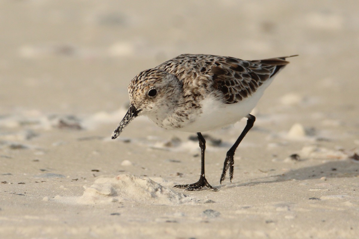 Sanderling - Anonymous