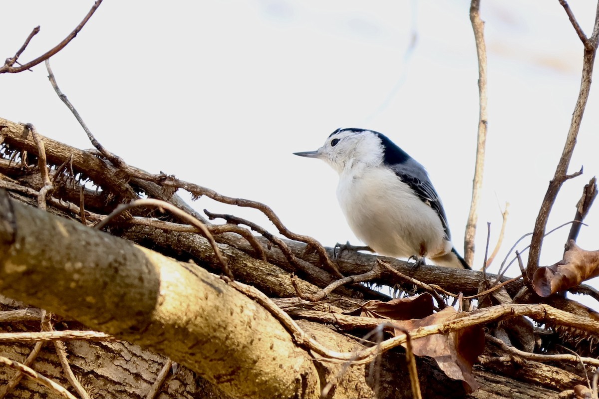 White-breasted Nuthatch (Eastern) - Peyton Stone