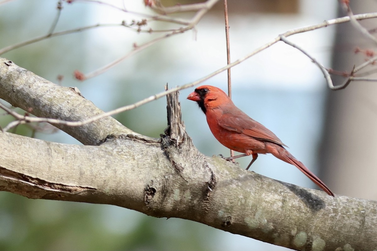 Northern Cardinal - Peyton Stone