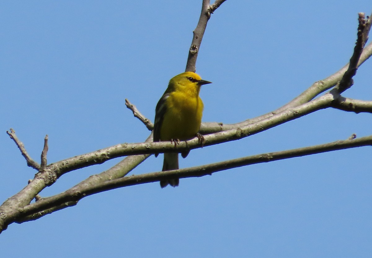 Blue-winged Warbler - Bennie Saylor