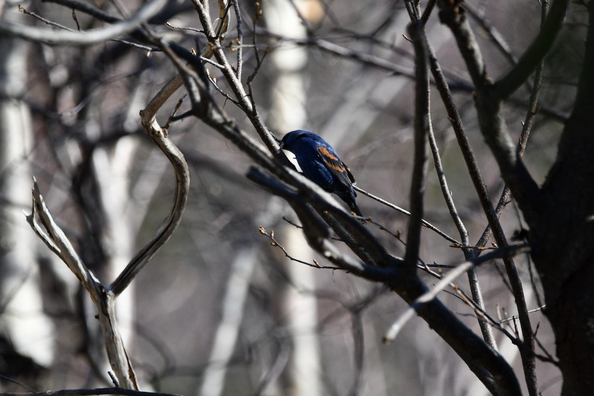 Blue Grosbeak - ML618119813