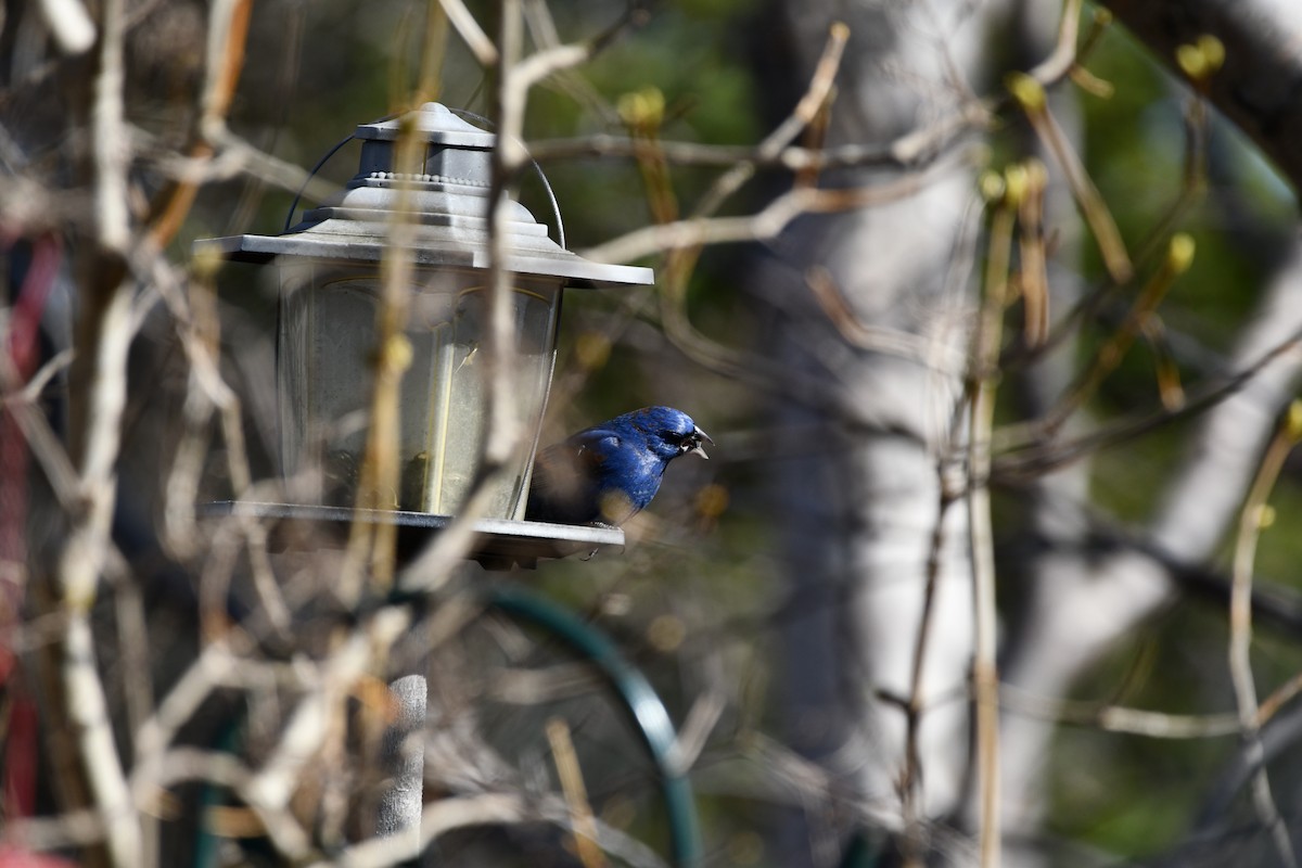 Blue Grosbeak - ML618119815