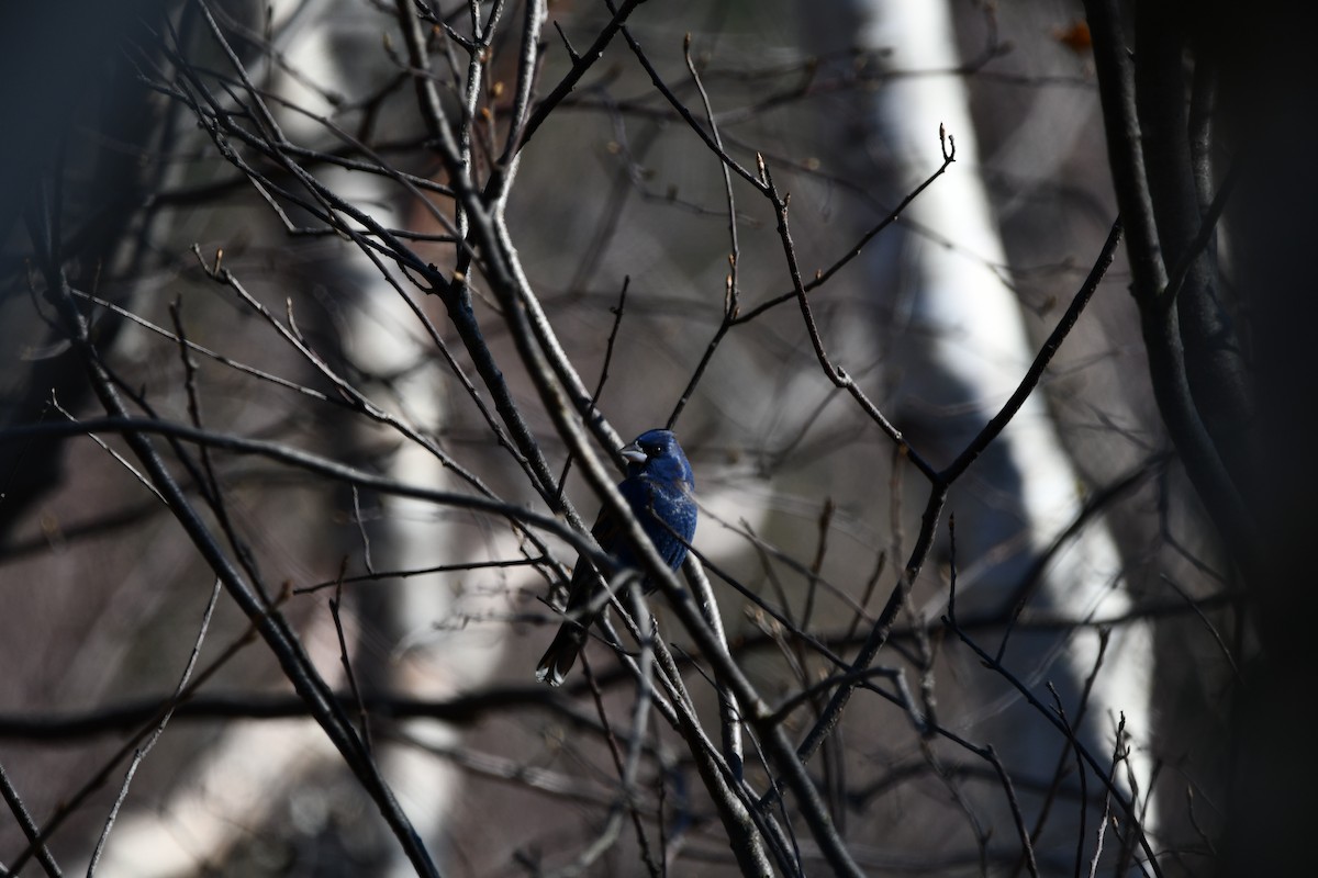 Blue Grosbeak - ML618119816