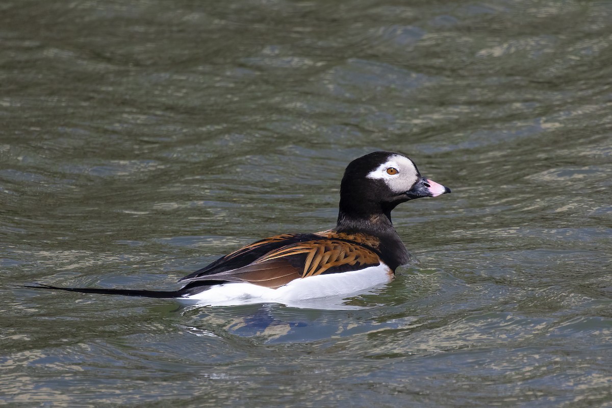 Long-tailed Duck - ML618119830